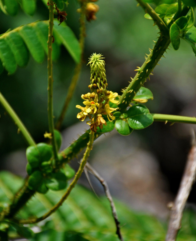 Изображение особи Caesalpinia bonduc.