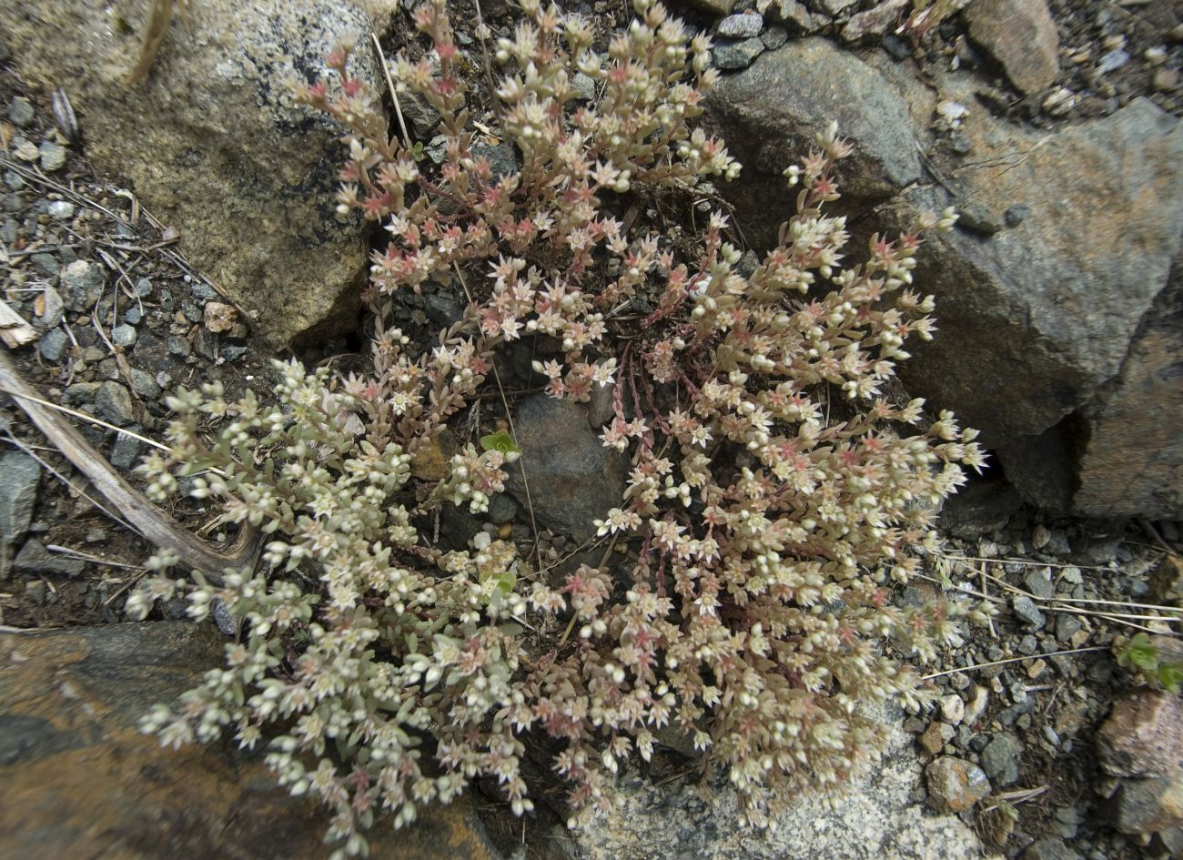 Изображение особи Sedum hispanicum.