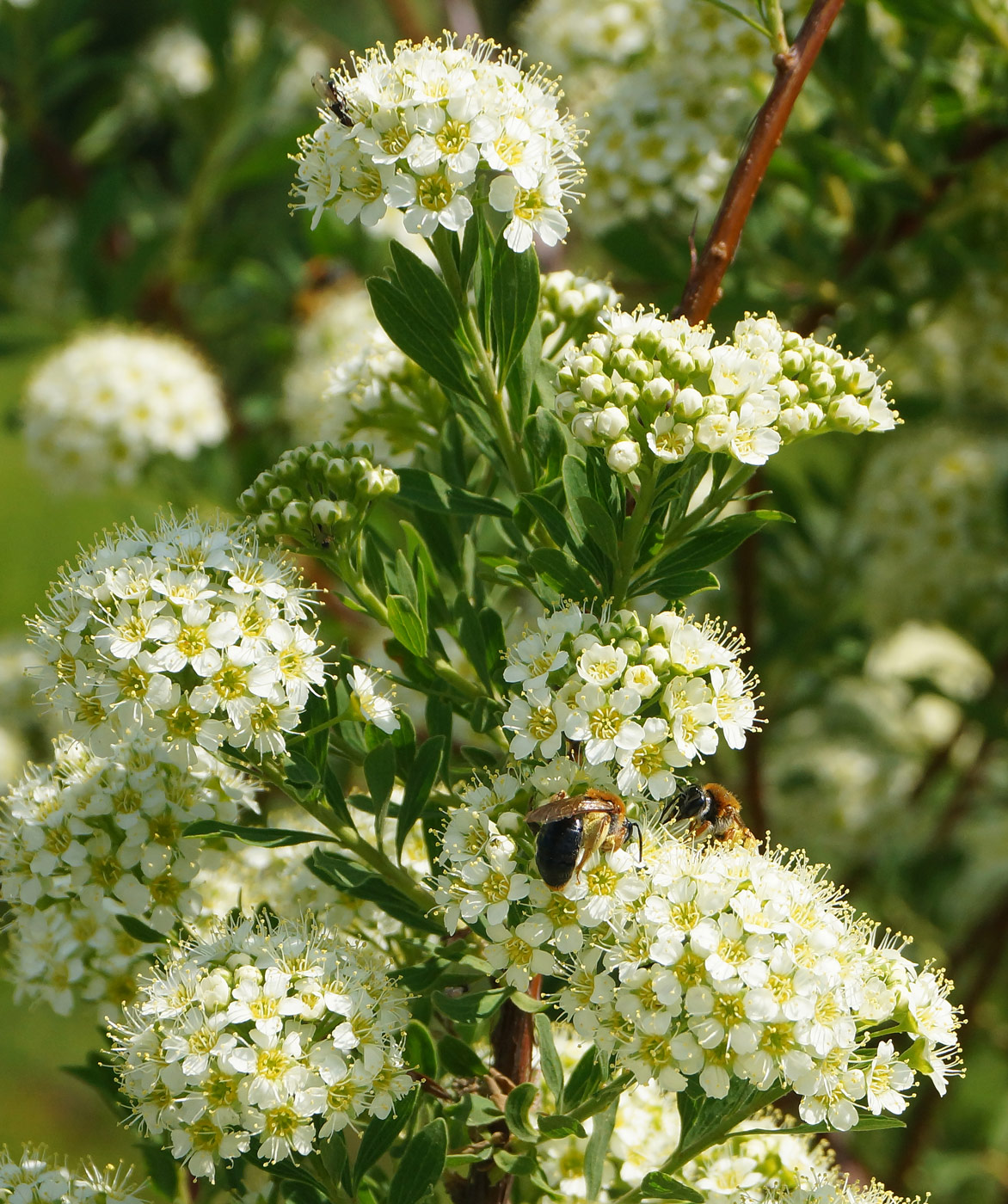 Image of Spiraea crenata specimen.