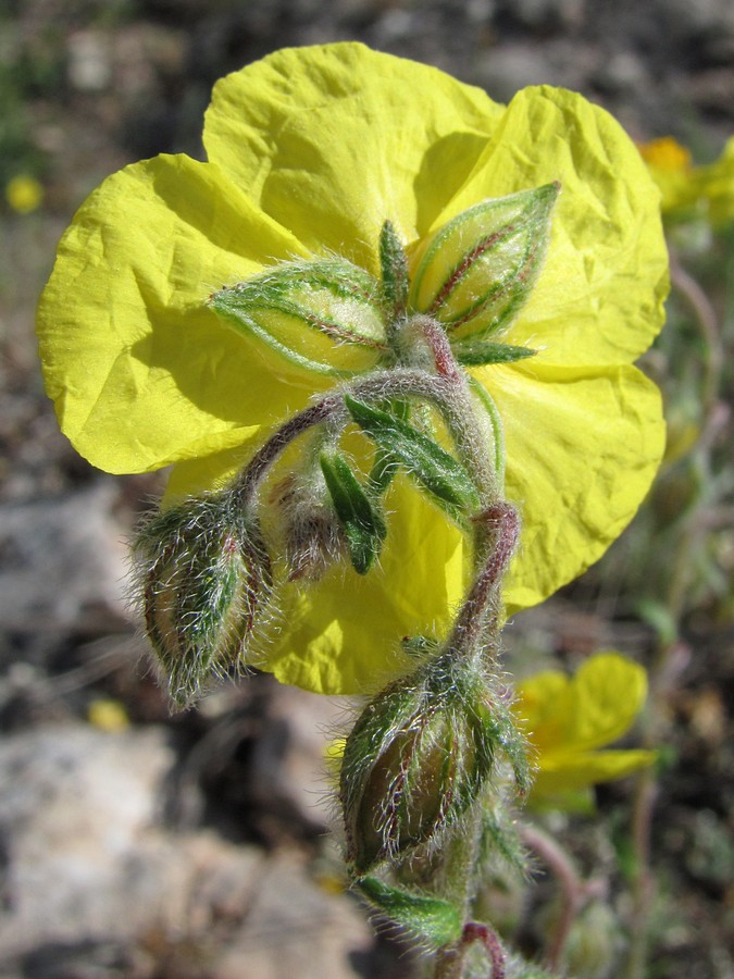 Image of Helianthemum grandiflorum specimen.