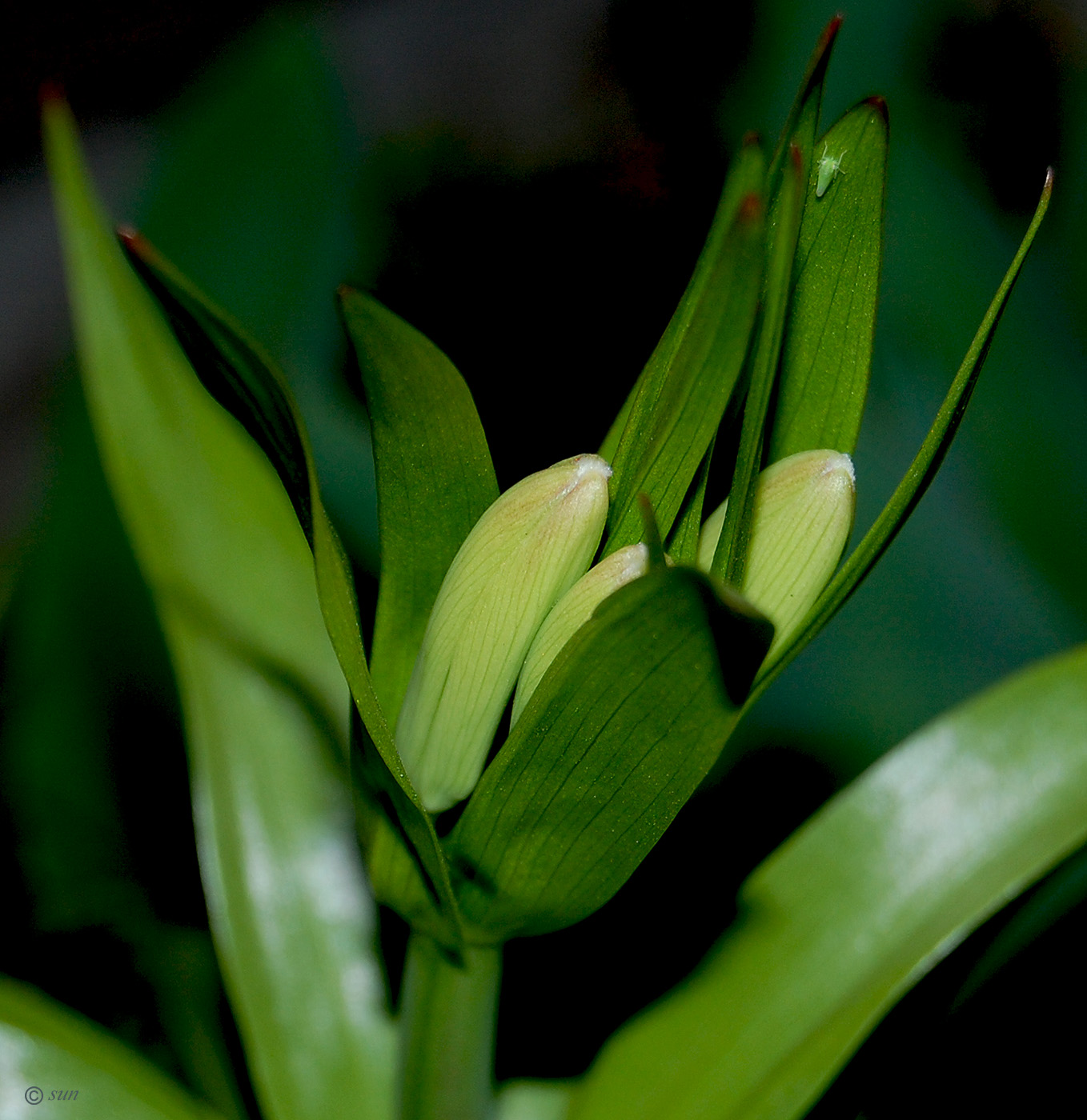 Image of Fritillaria imperialis specimen.