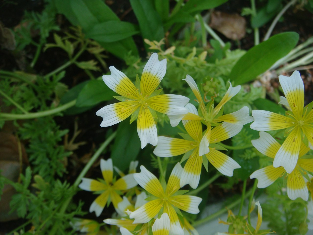 Изображение особи Limnanthes douglasii.