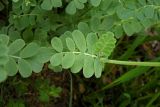 Coronilla coronata. Часть побега (видна верхняя сторона листа). Республика Адыгея, Майкопский р-н, ок. 2,5 км восточнее ст. Даховская, хребет Скалистый (Уна-Коз), поляна среди лиственного леса, у грунтовой дороги. 05.05.2018.