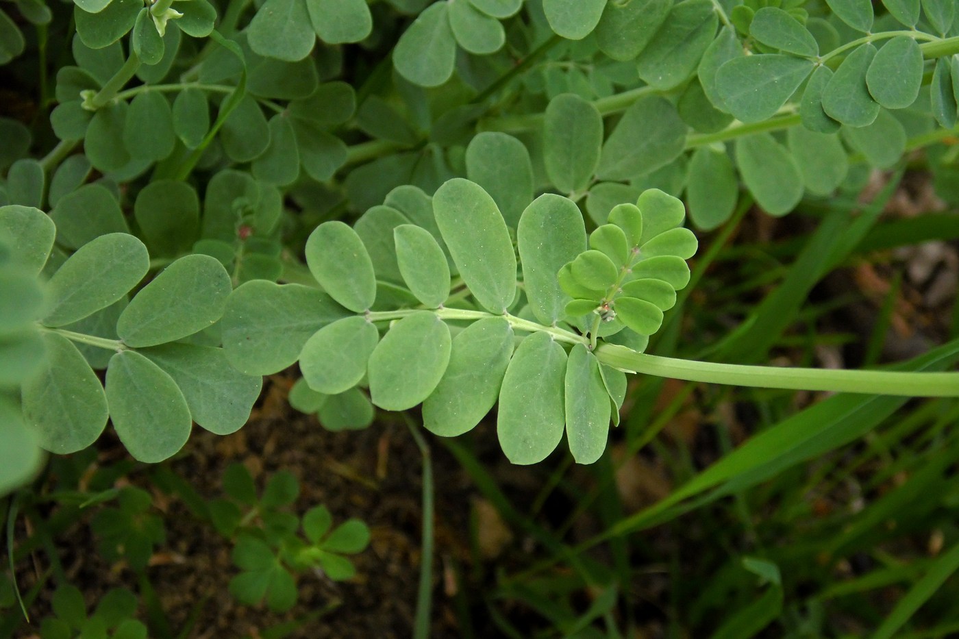 Image of Coronilla coronata specimen.