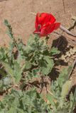 Glaucium corniculatum