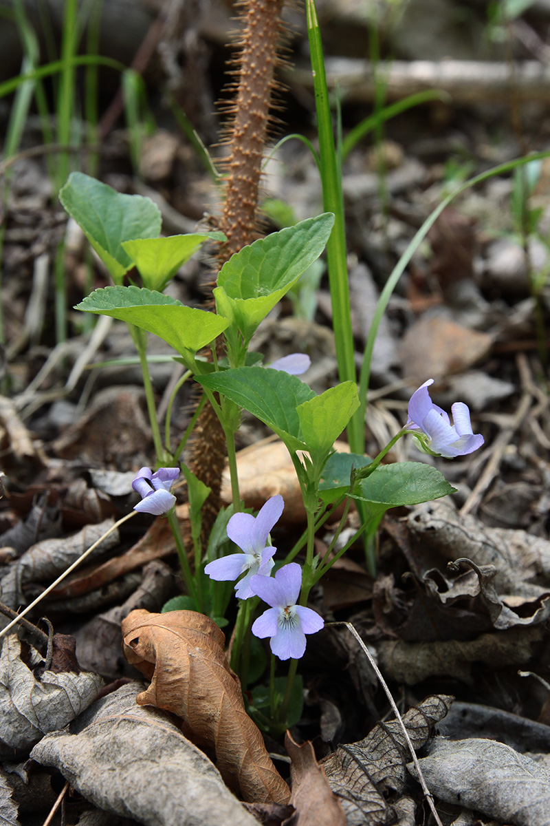 Изображение особи Viola sacchalinensis.