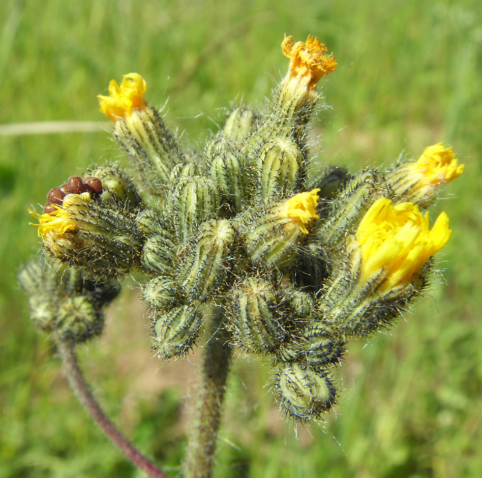 Image of genus Pilosella specimen.