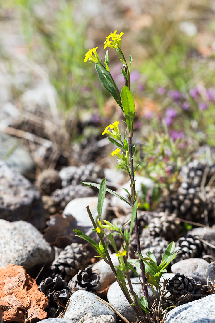 Image of Erysimum hieraciifolium specimen.