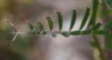 Vicia pannonica