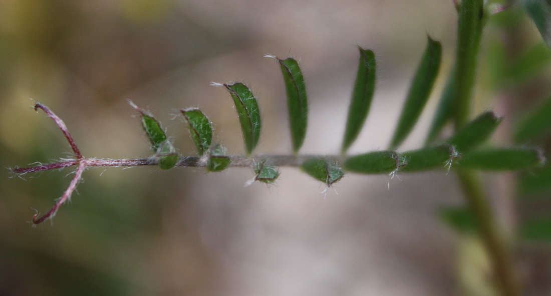 Изображение особи Vicia pannonica.