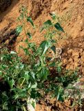 Atriplex sagittata