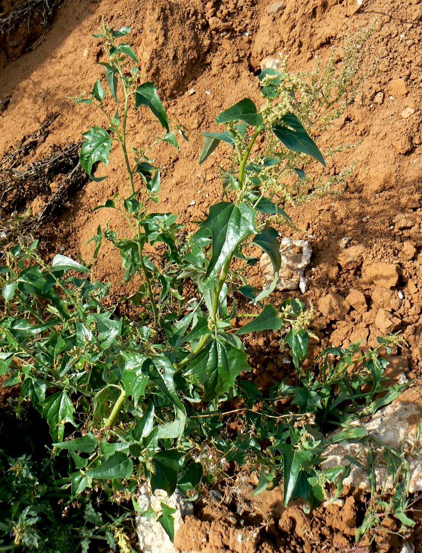 Image of Atriplex sagittata specimen.