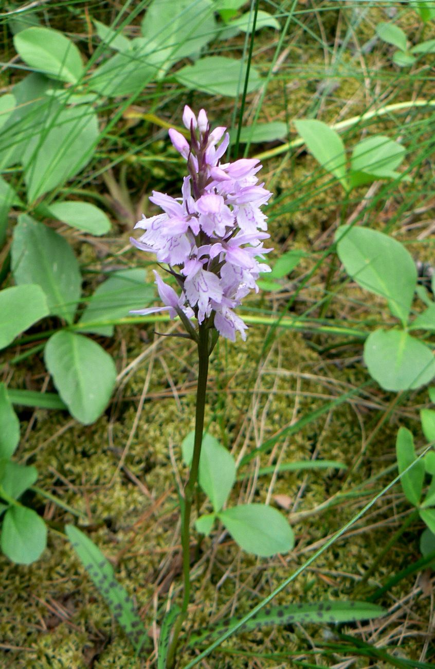 Изображение особи Dactylorhiza maculata.