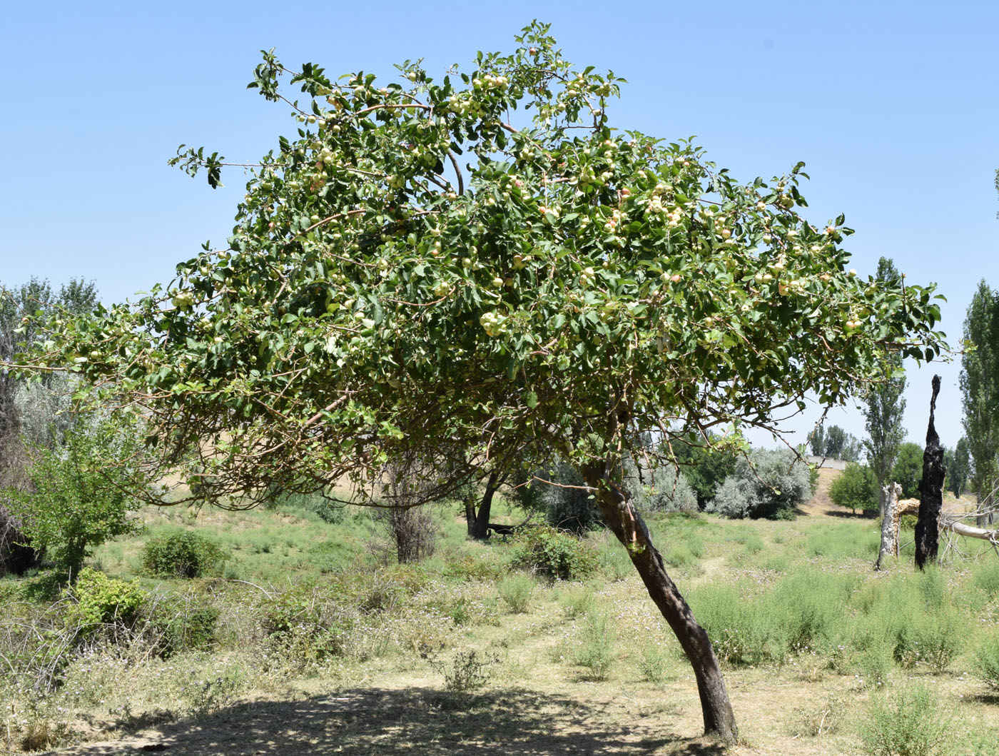 Image of Malus domestica specimen.