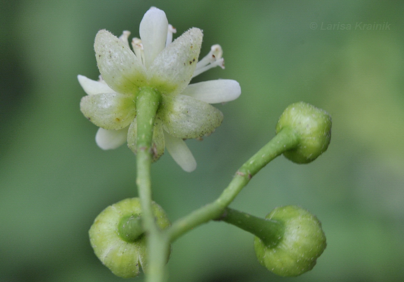 Изображение особи Tilia amurensis.