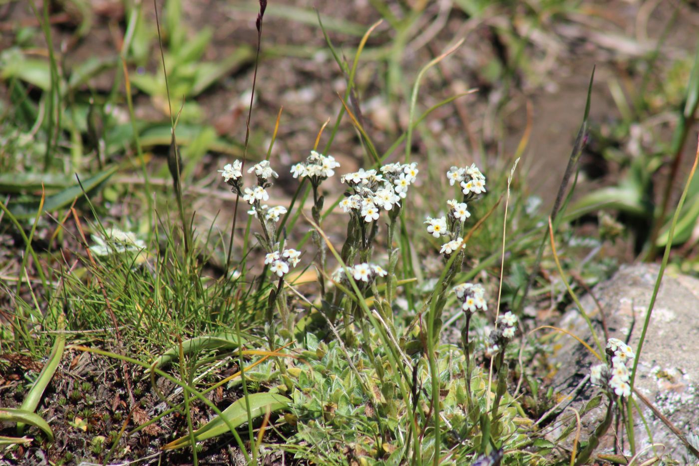 Image of Eritrichium villosum specimen.