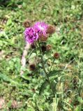 Centaurea abnormis