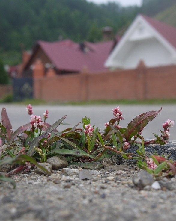 Изображение особи род Persicaria.