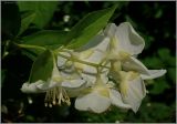 genus Philadelphus. Верхушка побега с соцветием. Чувашия, г. Шумерля. 3 июня 2010 г.