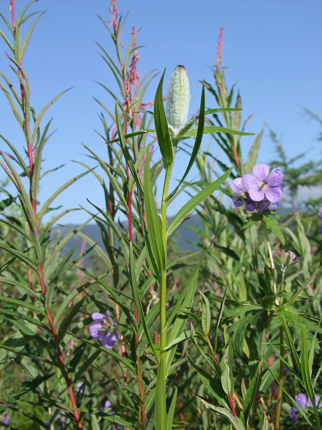 Image of Lilium pensylvanicum specimen.