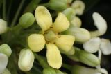 Pittosporum tobira
