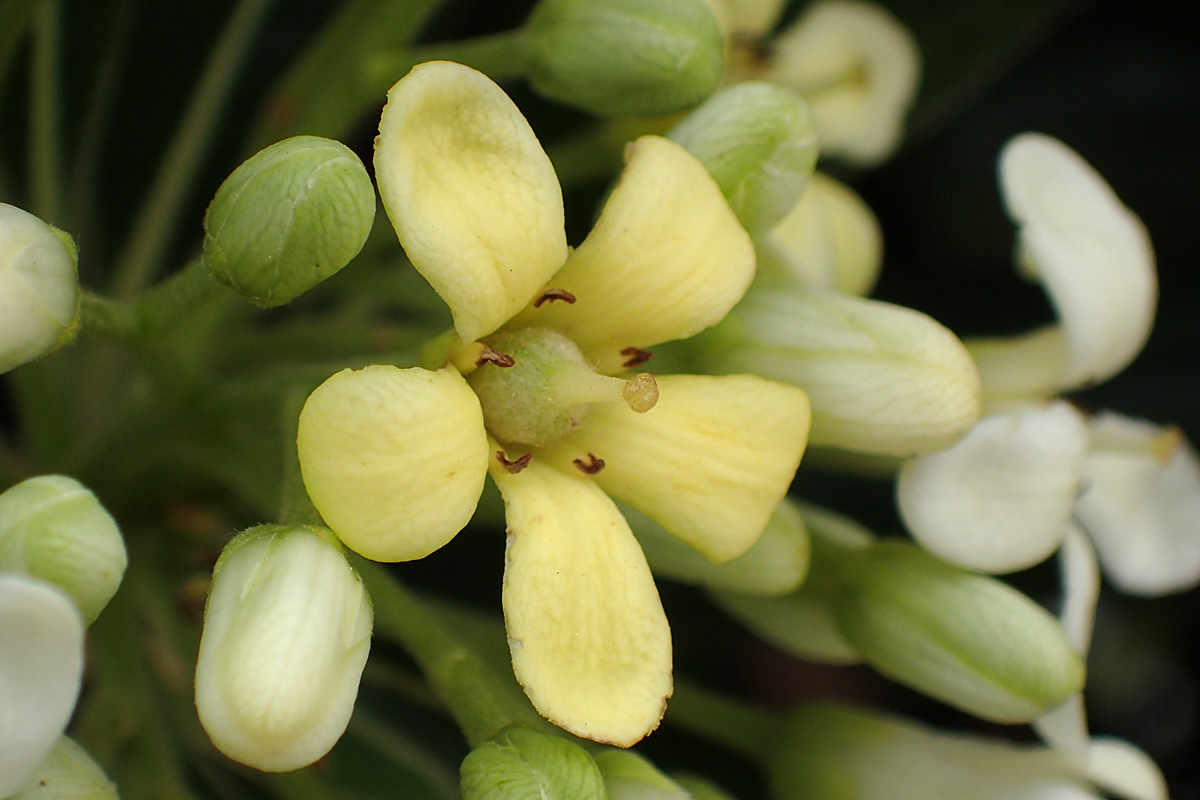 Image of Pittosporum tobira specimen.