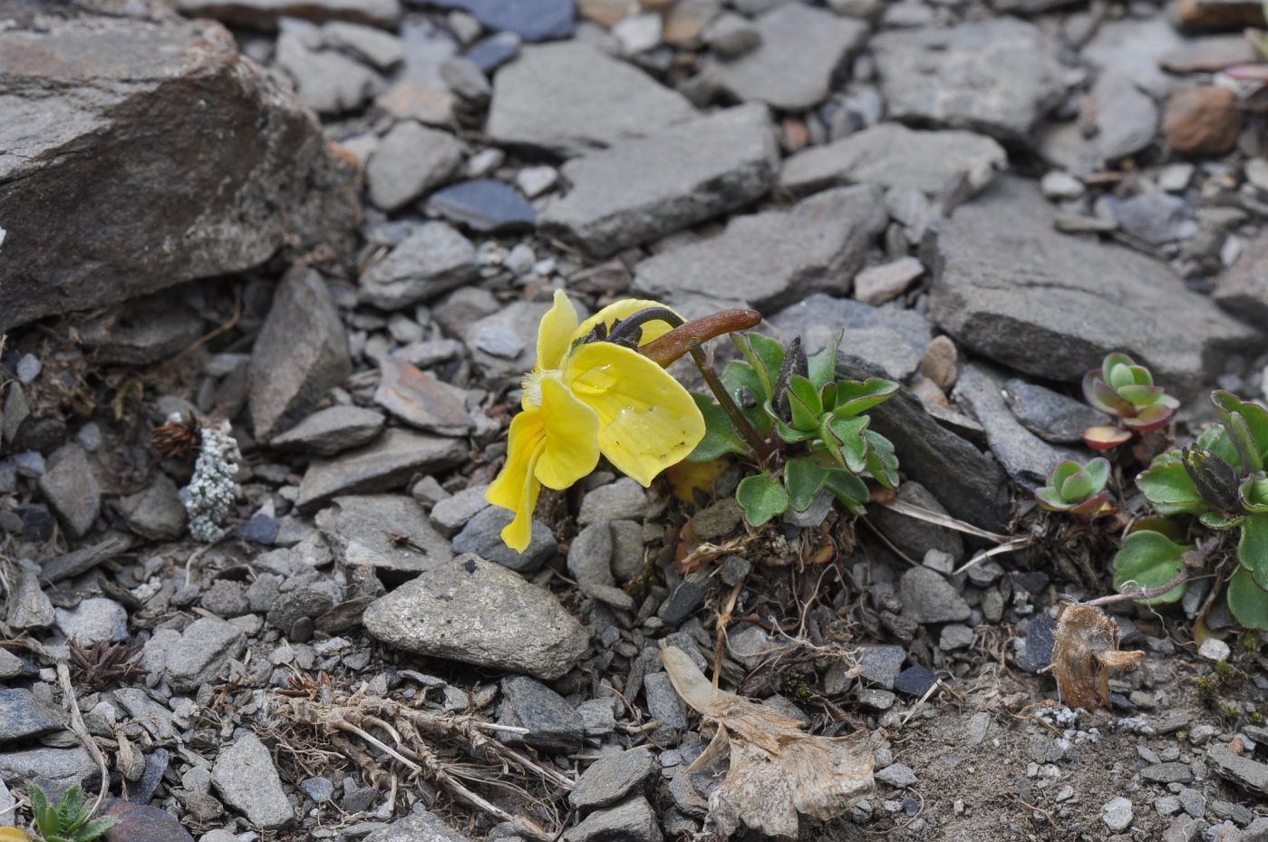 Image of Viola minuta specimen.
