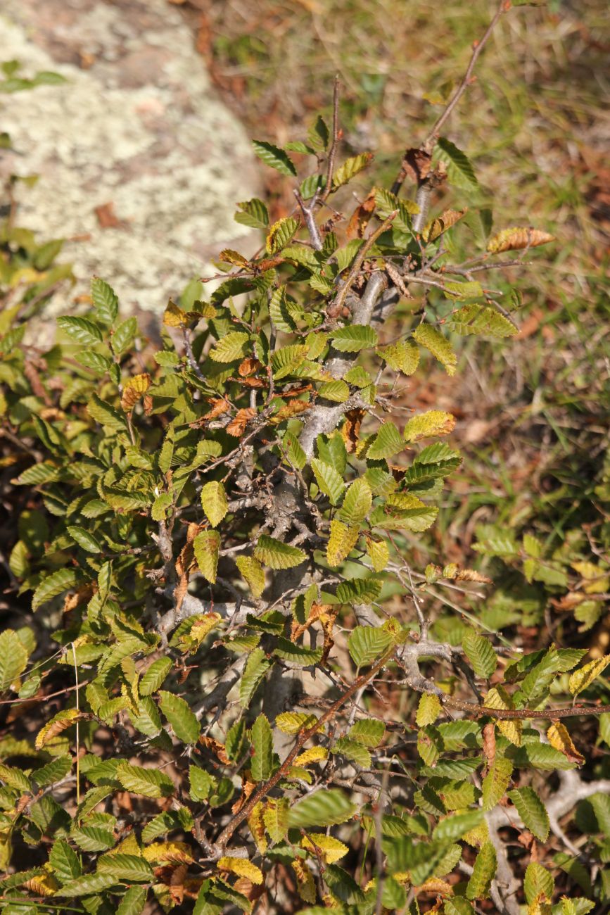 Изображение особи Carpinus orientalis.