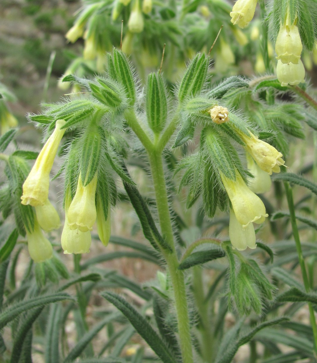 Image of Onosma microcarpa specimen.