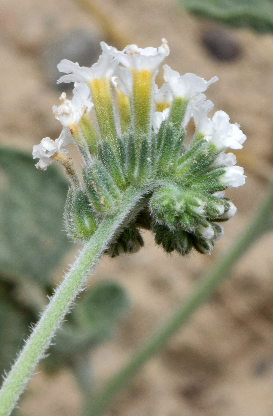 Изображение особи Heliotropium olgae.