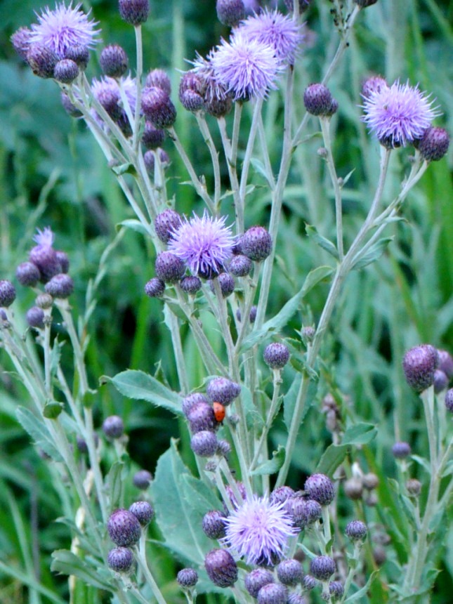 Image of Cirsium incanum specimen.