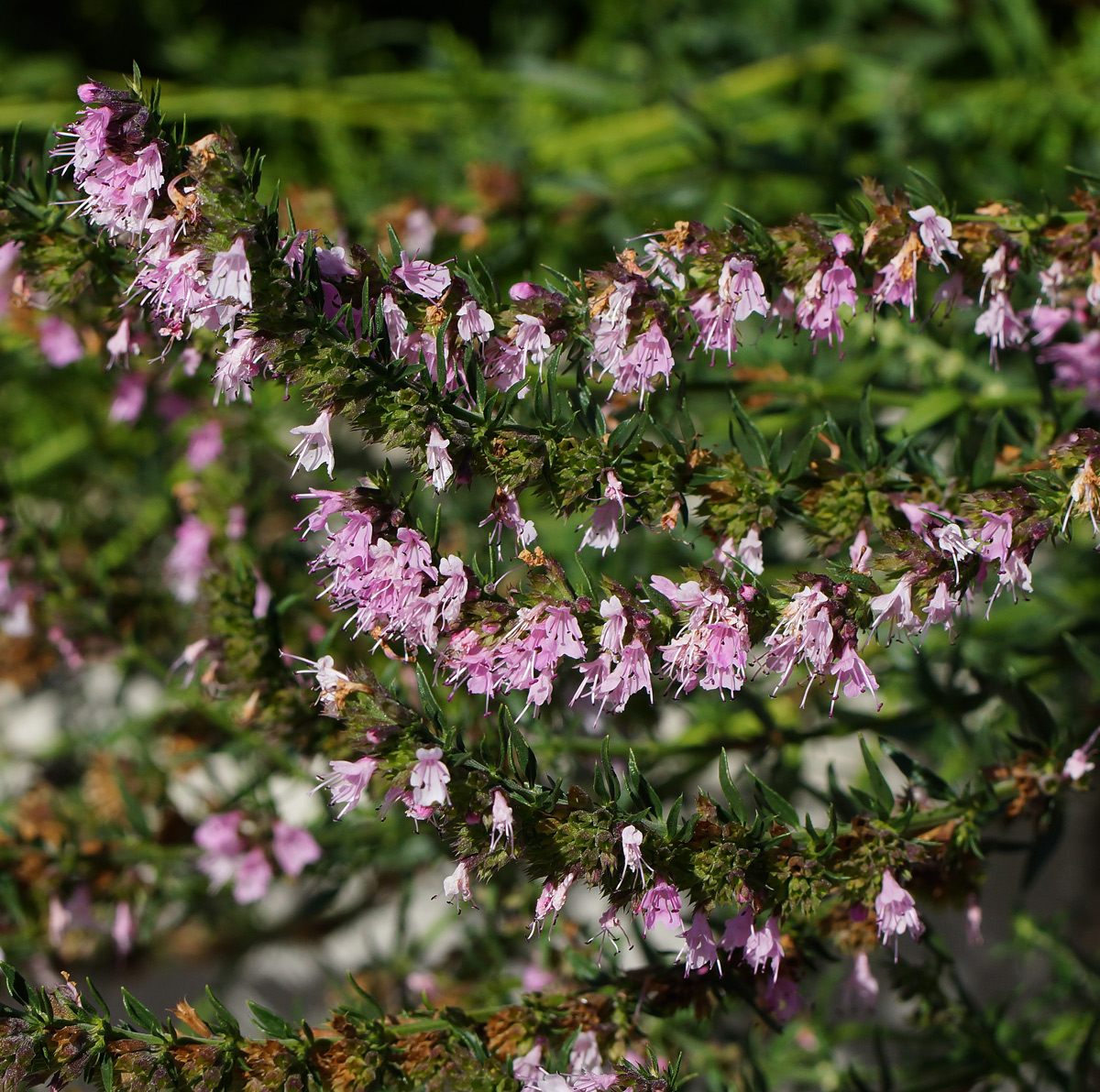 Image of Hyssopus officinalis specimen.