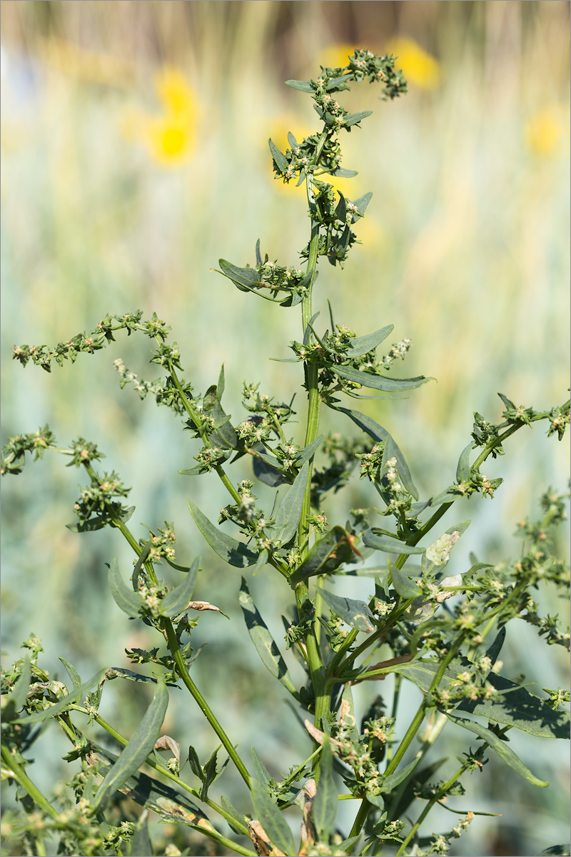 Image of Atriplex nudicaulis specimen.