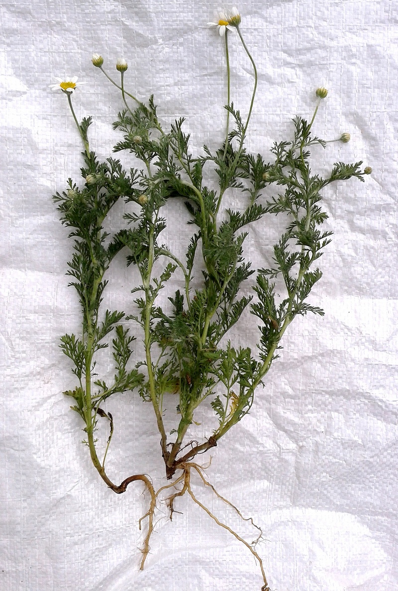 Image of Anthemis ruthenica specimen.