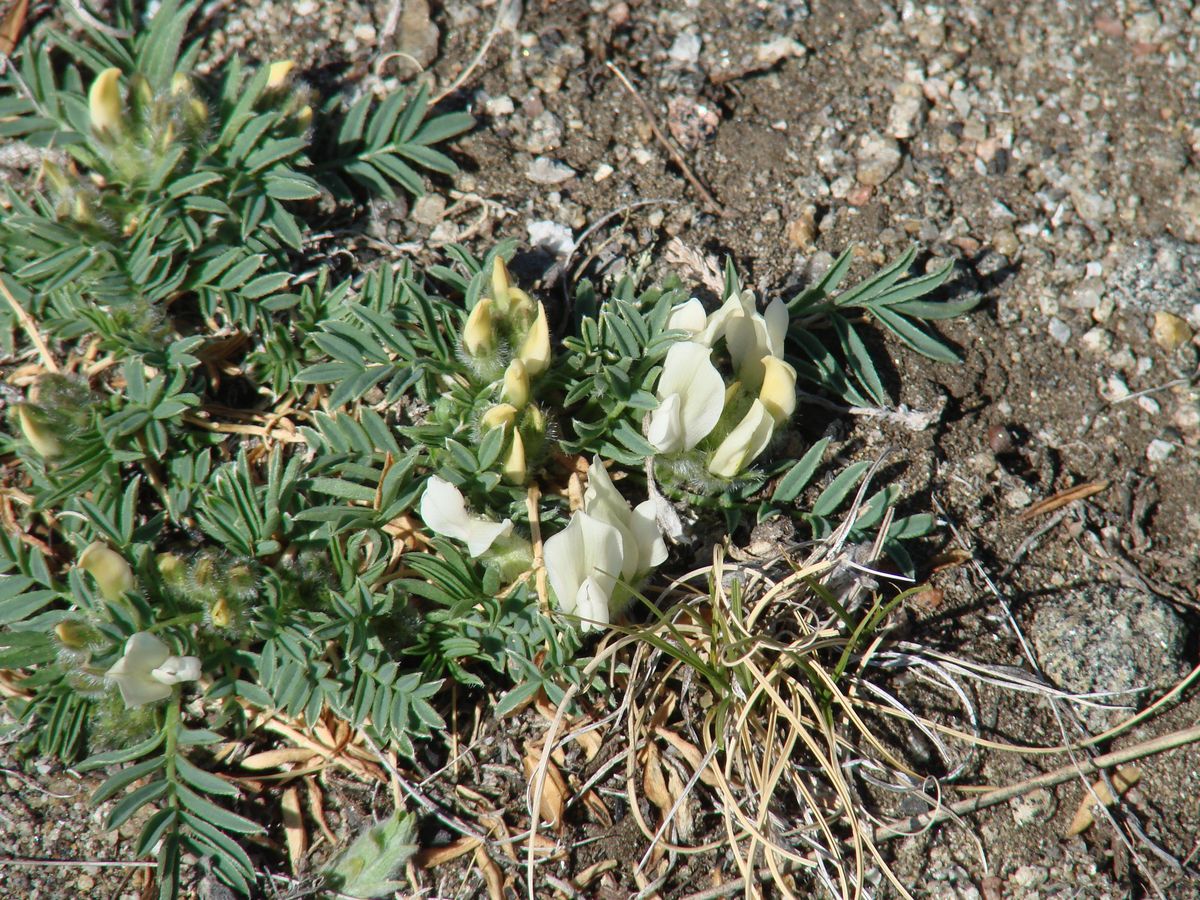 Изображение особи Oxytropis peschkovae.