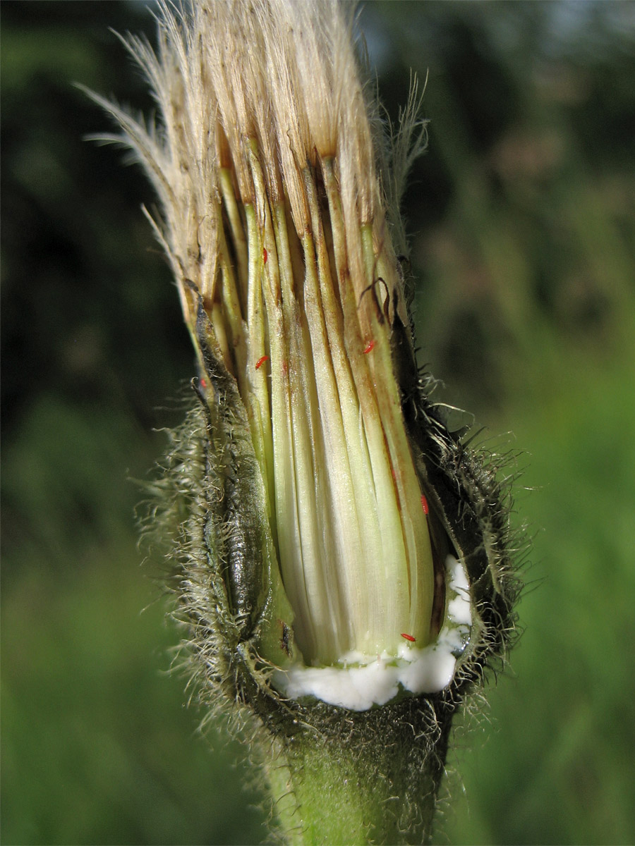 Image of Trommsdorffia uniflora specimen.