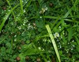 Galium uliginosum. Цветущие растения. Московская обл., Раменский р-н, пос. Ильинский, на сырой улице. 17.07.2018.