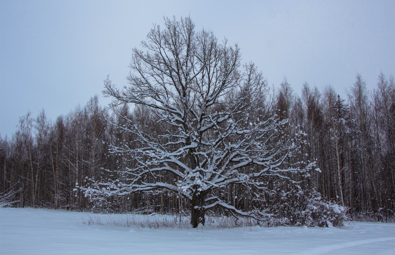 Изображение особи Quercus robur.