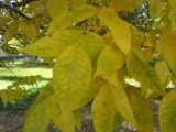 Fraxinus pennsylvanica. Листья в осенней окраске. Тверская обл., г. Тверь, Центральный р-н, сквер \"Памяти жертвам политич. репрессий\", в культуре. 13 октября 2018 г.