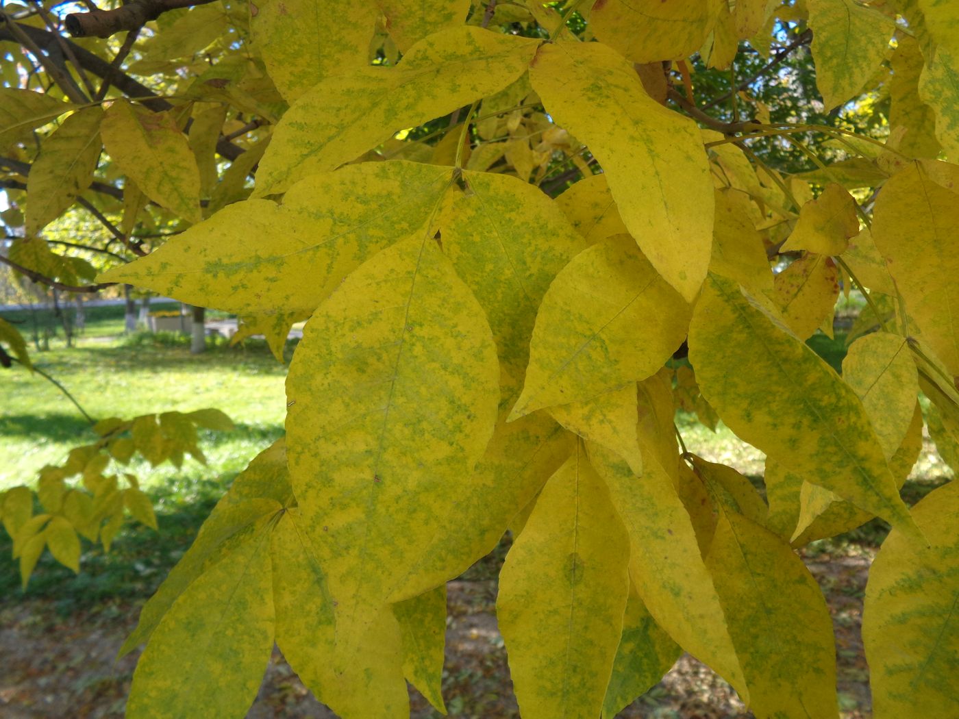 Image of Fraxinus pennsylvanica specimen.