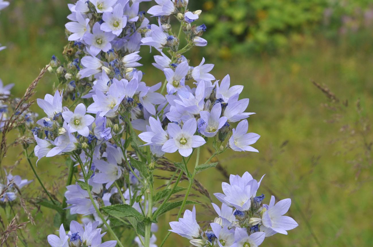 Image of Gadellia lactiflora specimen.