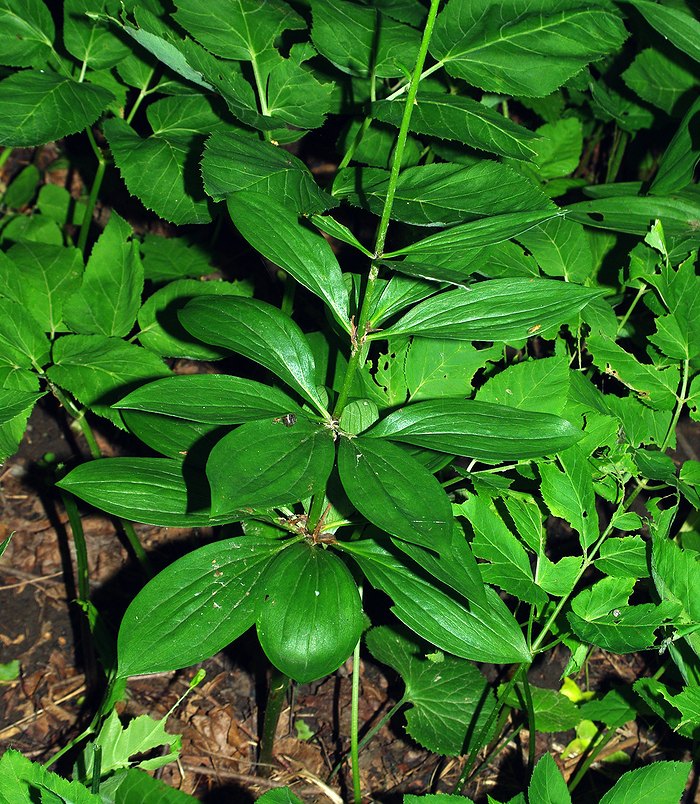 Image of Lilium martagon specimen.
