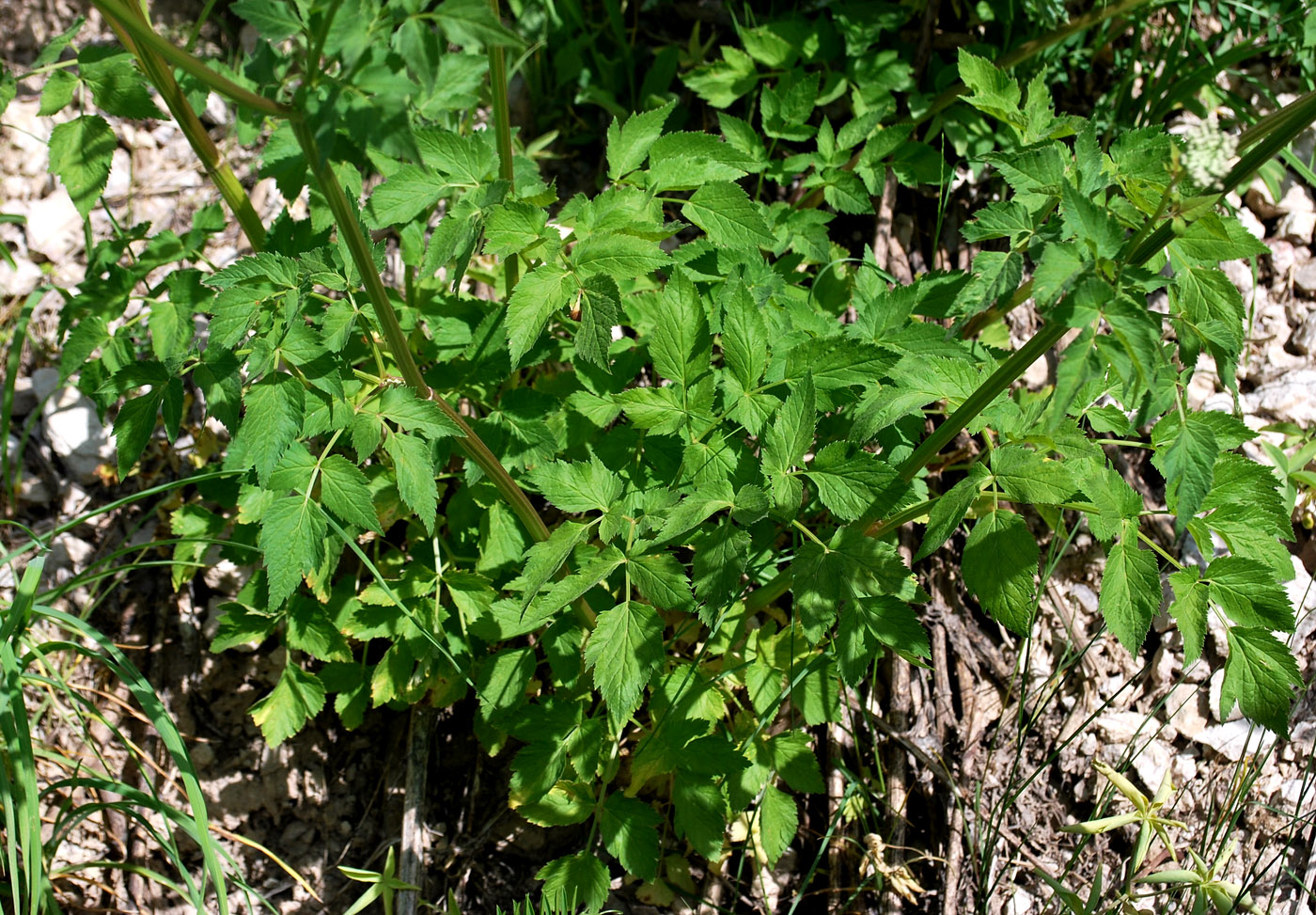 Image of Aegopodium tadshikorum specimen.