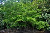 Ficus microcarpa