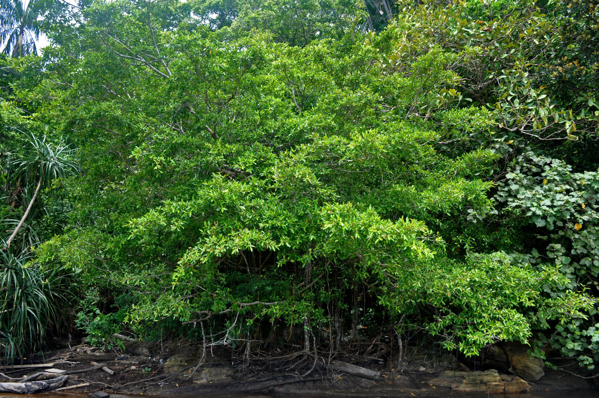 Image of Ficus microcarpa specimen.