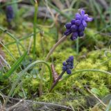 Muscari neglectum. Цветущее растение. Краснодарский край, окр. села Кабардинка, южный склон Маркотхского хр., можжевеловое редколесье. 09.03.2019.