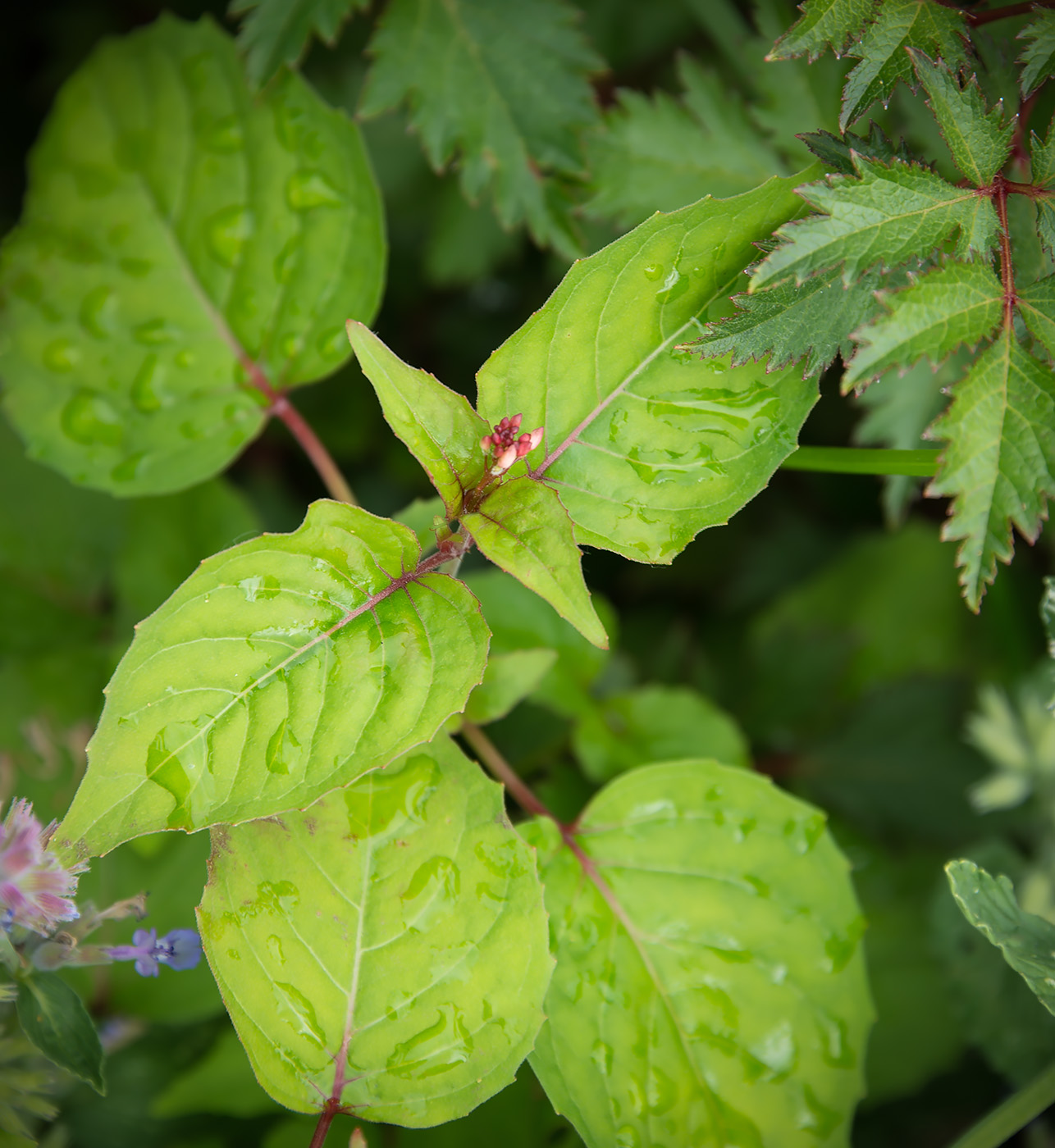 Изображение особи Circaea alpina.