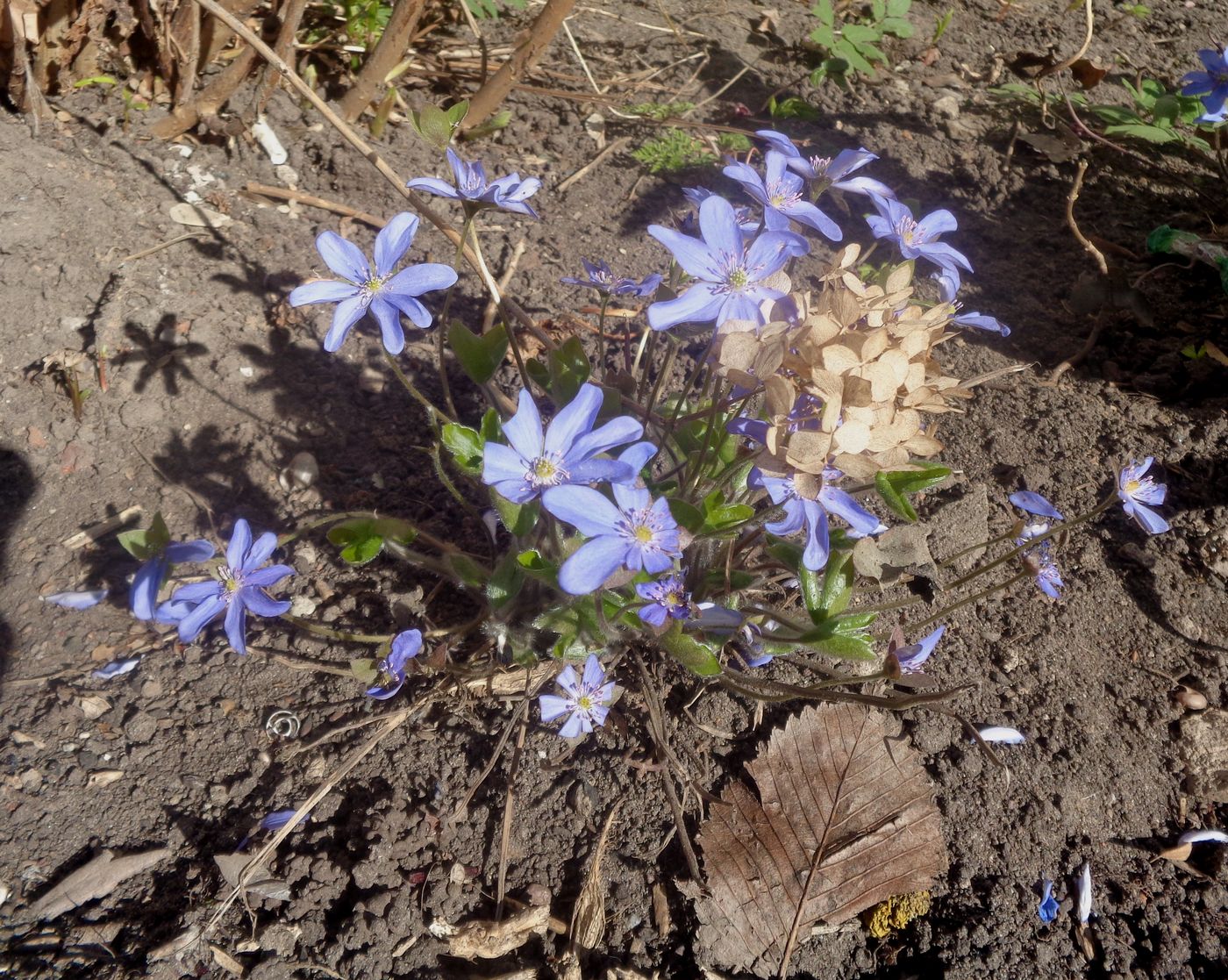 Image of Hepatica nobilis specimen.