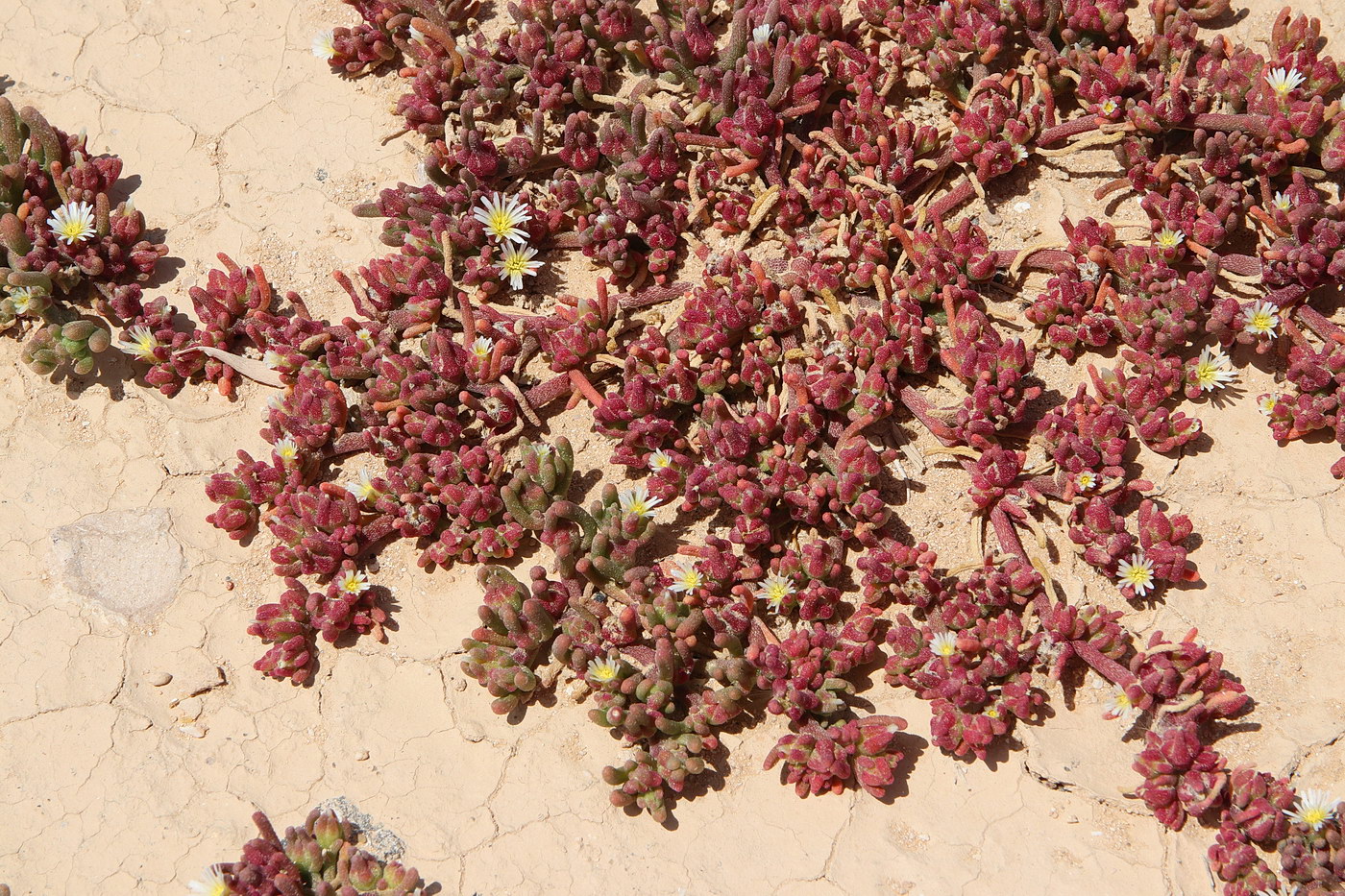 Image of Mesembryanthemum nodiflorum specimen.