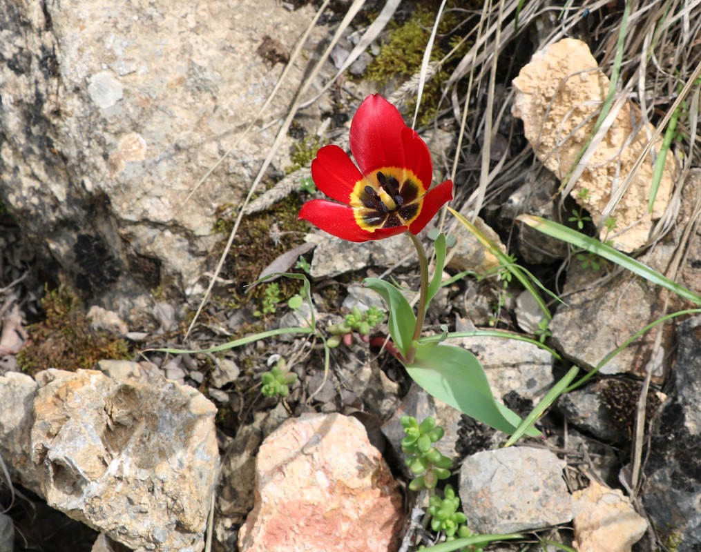 Изображение особи Tulipa julia.